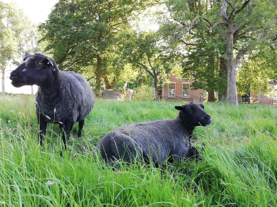 'T Winkeltje - Vakantiehuisje Op Boerderij Huize Blokland Hem Екстериор снимка