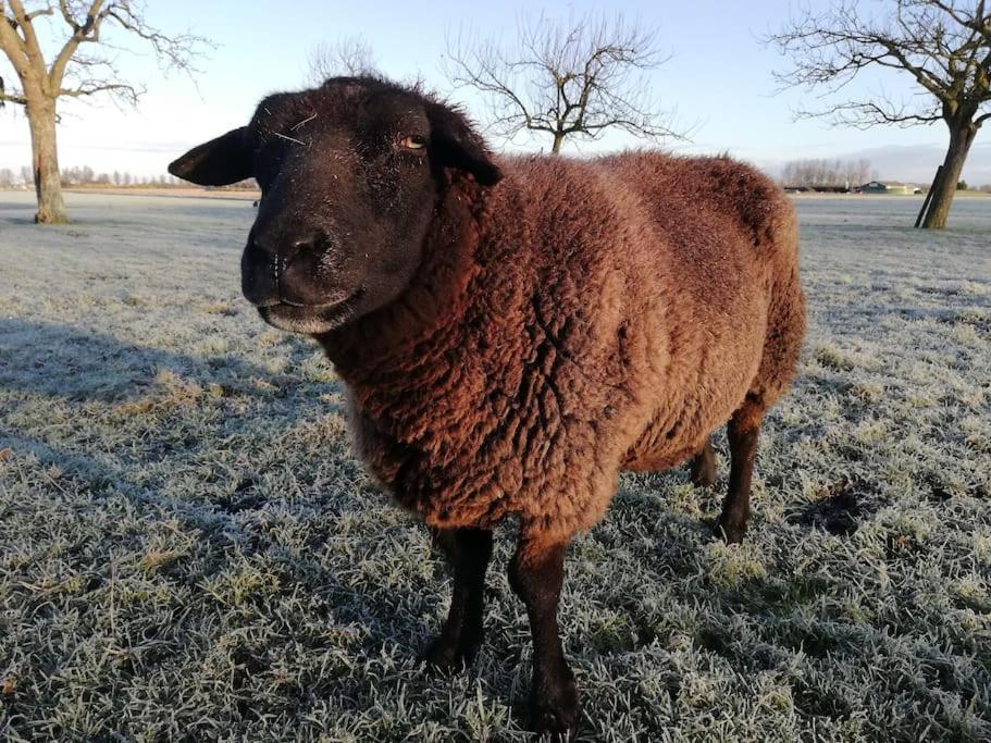 'T Winkeltje - Vakantiehuisje Op Boerderij Huize Blokland Hem Екстериор снимка