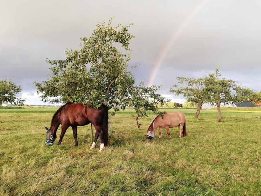 'T Winkeltje - Vakantiehuisje Op Boerderij Huize Blokland Hem Екстериор снимка